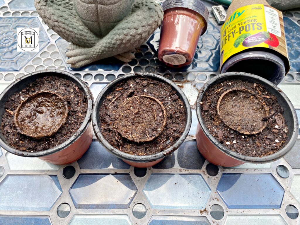 Starting plants from seeds