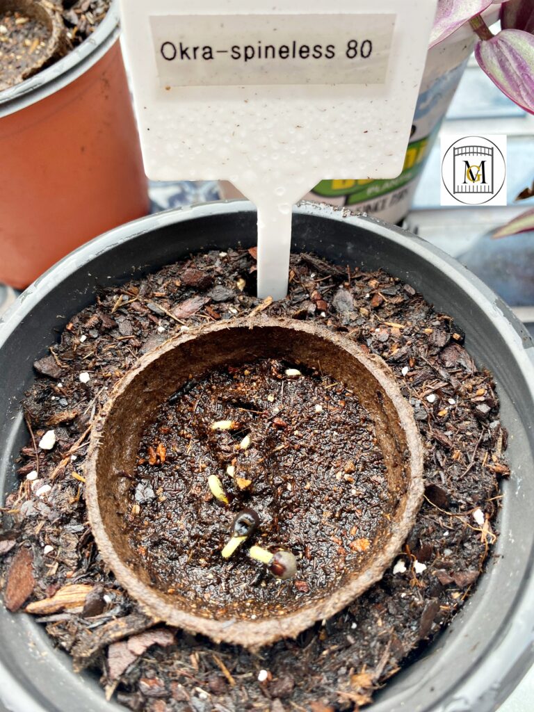 Starting plants from seeds