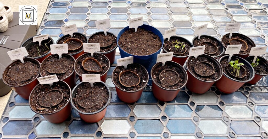 Starting plants from seeds