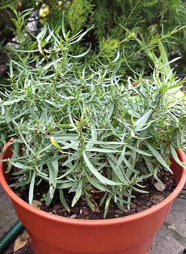 Tarragon Plant