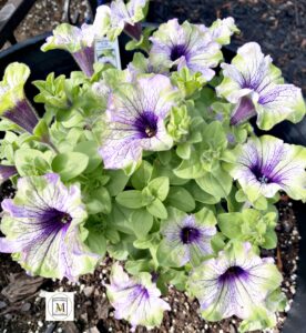 Growing Petunias