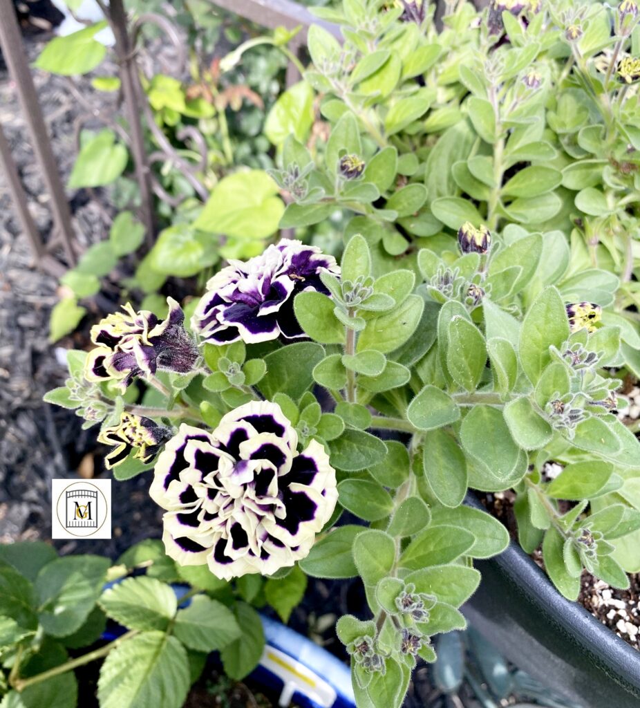 Growing Petunias