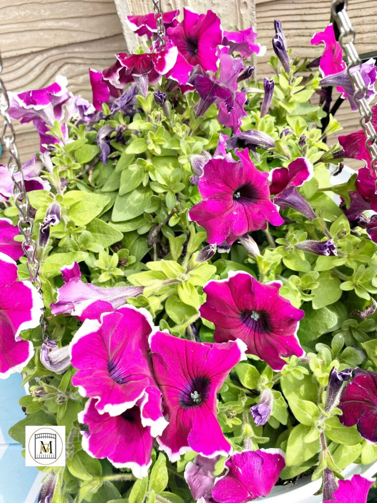 Growing Petunias