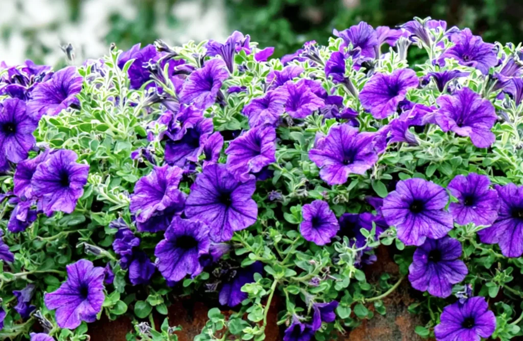 Growing Petunias